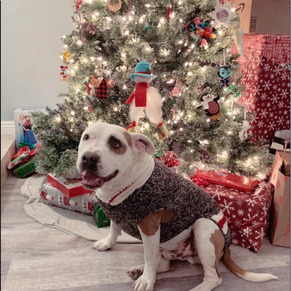 Meet your Posher, Ivy